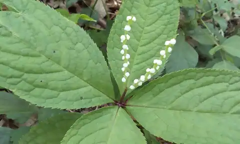 Foto dokumenter Chloranthus serratus