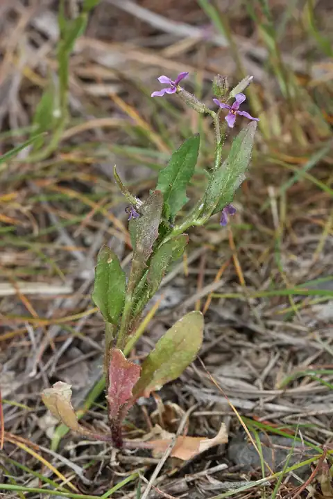 Foto dokumenter Chorispora tenella