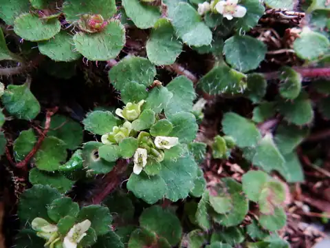 Foto dokumenter Chrysosplenium hebetatum