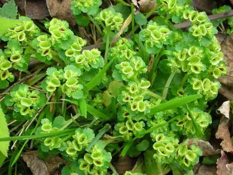 Foto dokumenter Chrysosplenium japonicum
