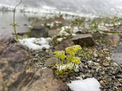 Foto dokumenter Chrysosplenium wrightii