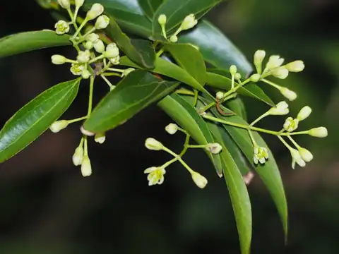 Foto dokumenter Cinnamomum burmanni