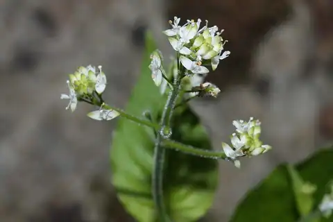 Foto dokumenter Circaea alpina