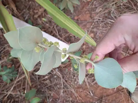 Foto dokumenter Cissampelos ovalifolia