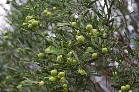 Foto dokumenter Citrus glauca
