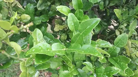 Foto dokumenter Citrus hystrix