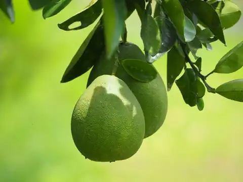 Foto dokumenter Citrus maxima