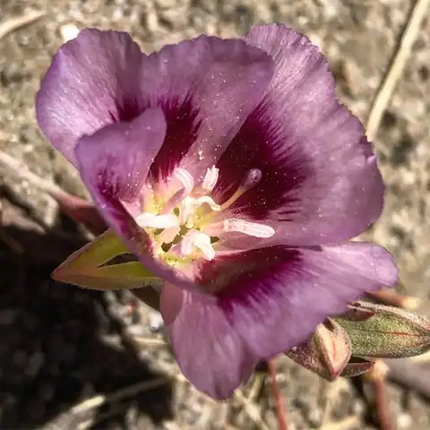 Foto dokumenter Clarkia speciosa