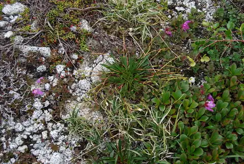 Foto dokumenter Claytonia acutifolia