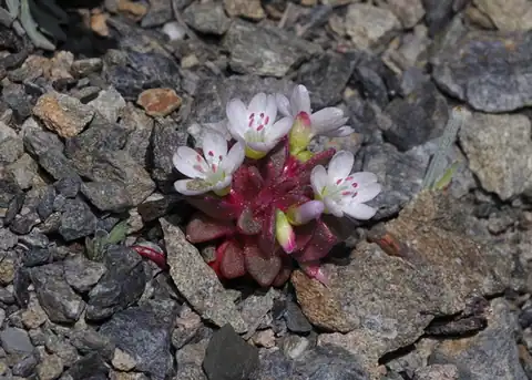 Foto dokumenter Claytonia saxosa