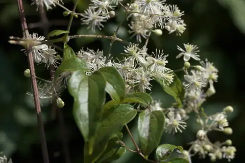 Foto dokumenter Clematis gouriana