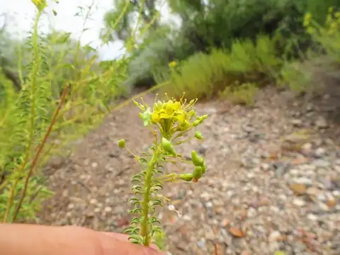 Foto dokumenter Cleomella longipes