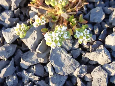 Foto dokumenter Cochlearia tridactylites