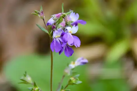 Foto dokumenter Collinsia violacea