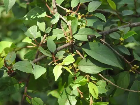 Foto dokumenter Colubrina arborescens