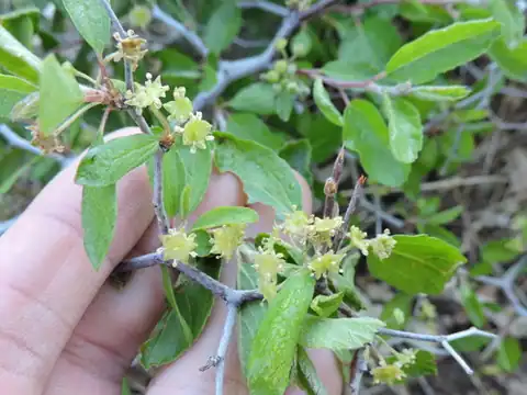 Foto dokumenter Colubrina texensis
