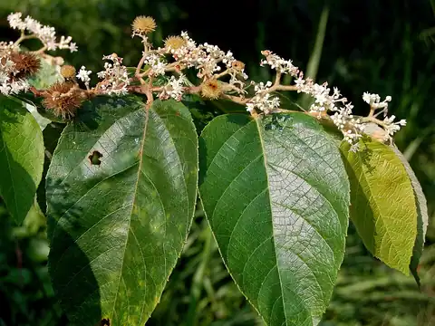 Foto dokumenter Commersonia bartramia