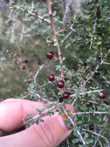 Foto dokumenter Condalia spathulata