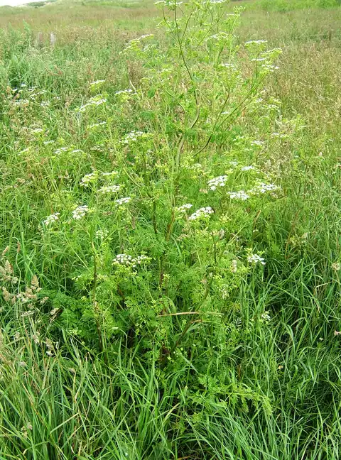 Foto dokumenter Conium maculatum