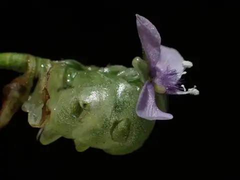 Foto dokumenter Murdannia bracteata