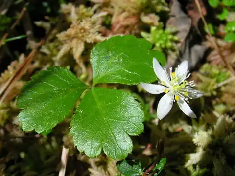 Foto dokumenter Coptis trifolia