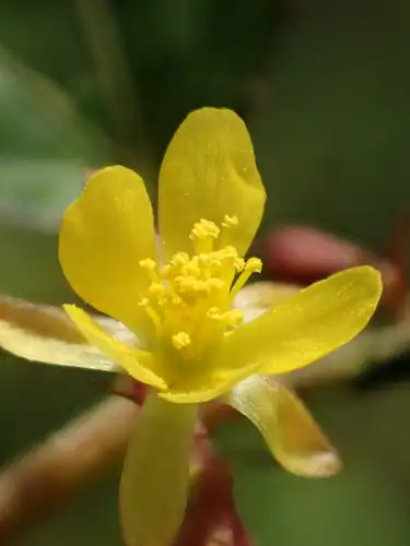 Foto dokumenter Corchorus aestuans