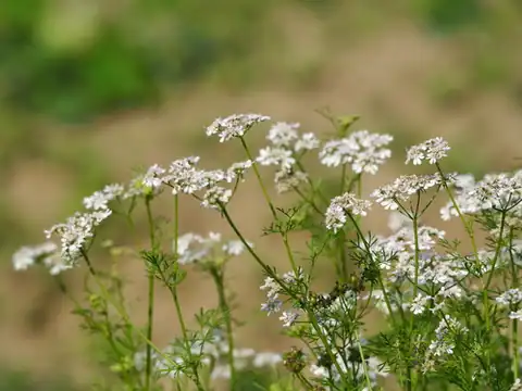 Foto dokumenter Coriandrum sativum