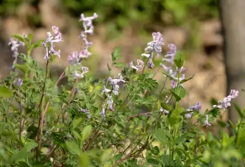 Foto dokumenter Corydalis edulis