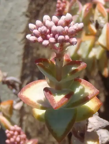 Foto dokumenter Crassula rupestris