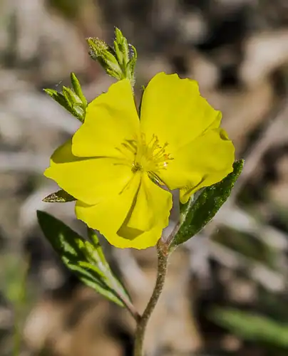 Foto dokumenter Crocanthemum canadense