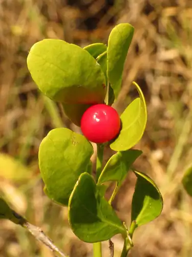 Foto dokumenter Crossopetalum rhacoma