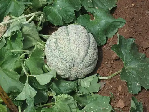 Buah Cucumis melo dari kelompok cantaloupe.