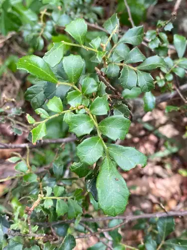 Foto dokumenter Cupaniopsis shirleyana