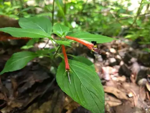 Foto dokumenter Cuphea bustamanta