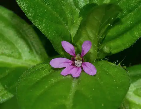 Foto dokumenter Cuphea carthagenensis