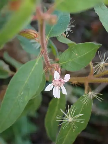 Foto dokumenter Cuphea lutescens
