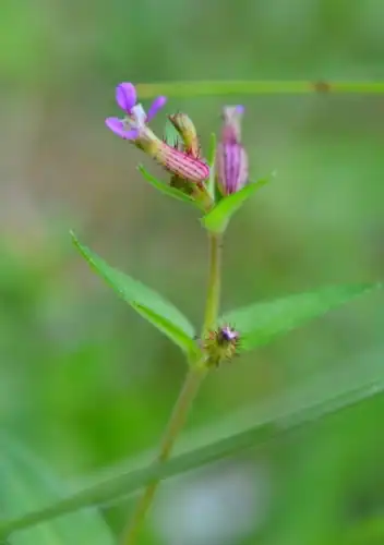 Foto dokumenter Cuphea wrightii