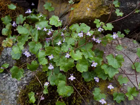Foto dokumenter Cymbalaria muralis