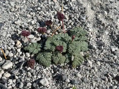 Foto dokumenter Cymopterus cinerarius