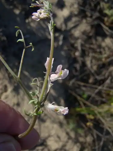 Foto dokumenter Cysticapnos vesicaria
