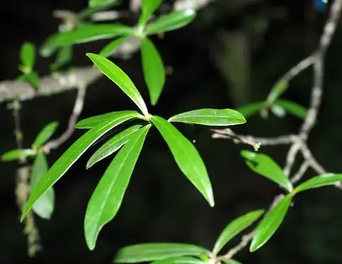 Foto dokumenter Daphne arisanensis