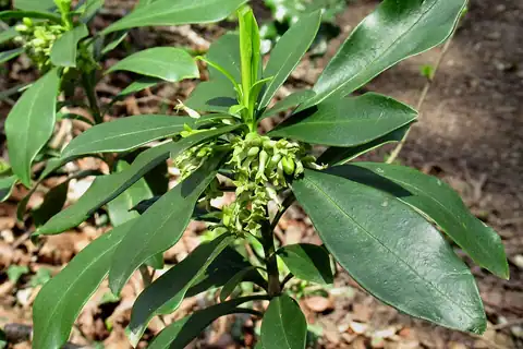 Foto dokumenter Daphne laureola