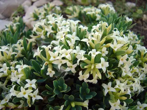Foto dokumenter Daphne oleoides