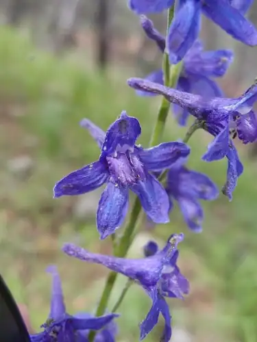 Foto dokumenter Delphinium andesicola