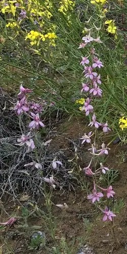 Foto dokumenter Delphinium camptocarpum