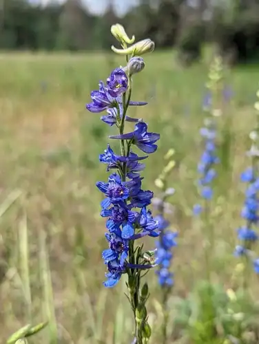 Foto dokumenter Delphinium distichum