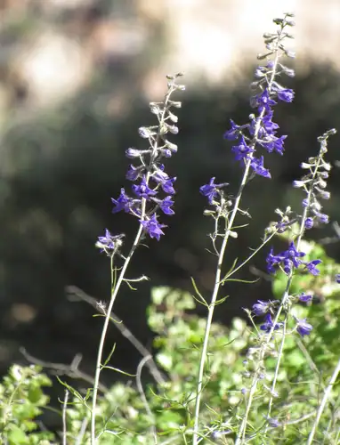 Foto dokumenter Delphinium glaucescens