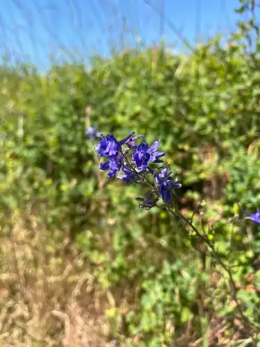 Foto dokumenter Delphinium nuttallii