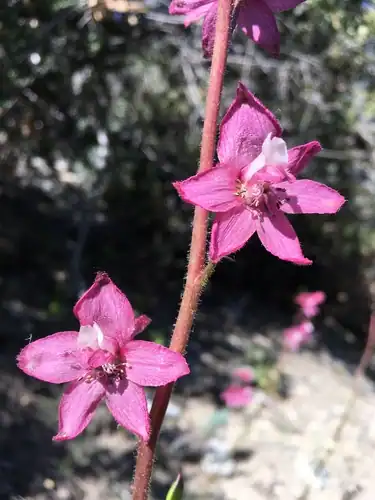 Foto dokumenter Delphinium purpusii