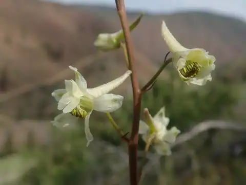 Foto dokumenter Delphinium xantholeucum